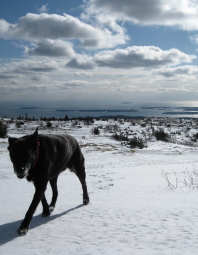 Our Rock Star.  Cadillac Mountain Summit